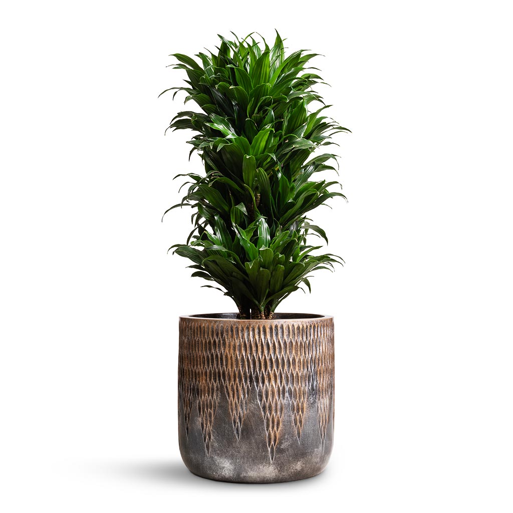 Dracaena fragrans Compacta - Branched & Luxe Lite Comet Cylinder Planter - Bronze