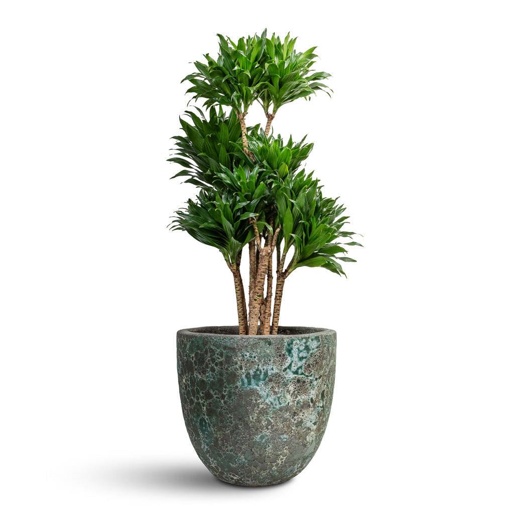 Dracaena fragrans Compacta - Branched & Lava Couple Relic Planter - Jade