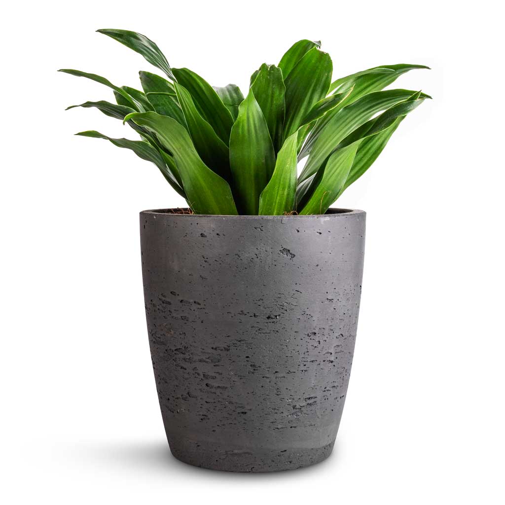 Dracaena fragrans Compacta - Head & Gerben Plant Pot - Black Washed