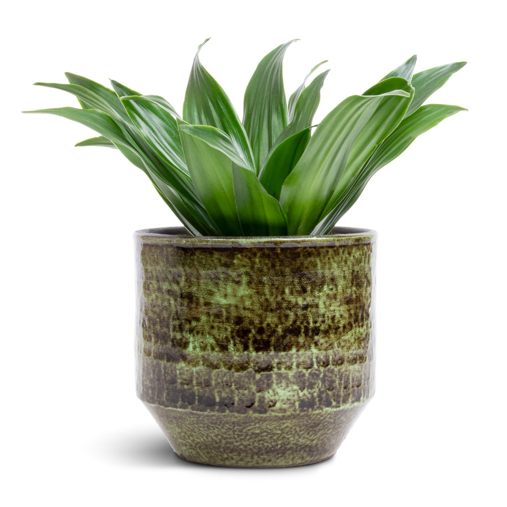 Dracaena fragrans Compacta - Head &amp; Sanna Plant Pot - Moss Green