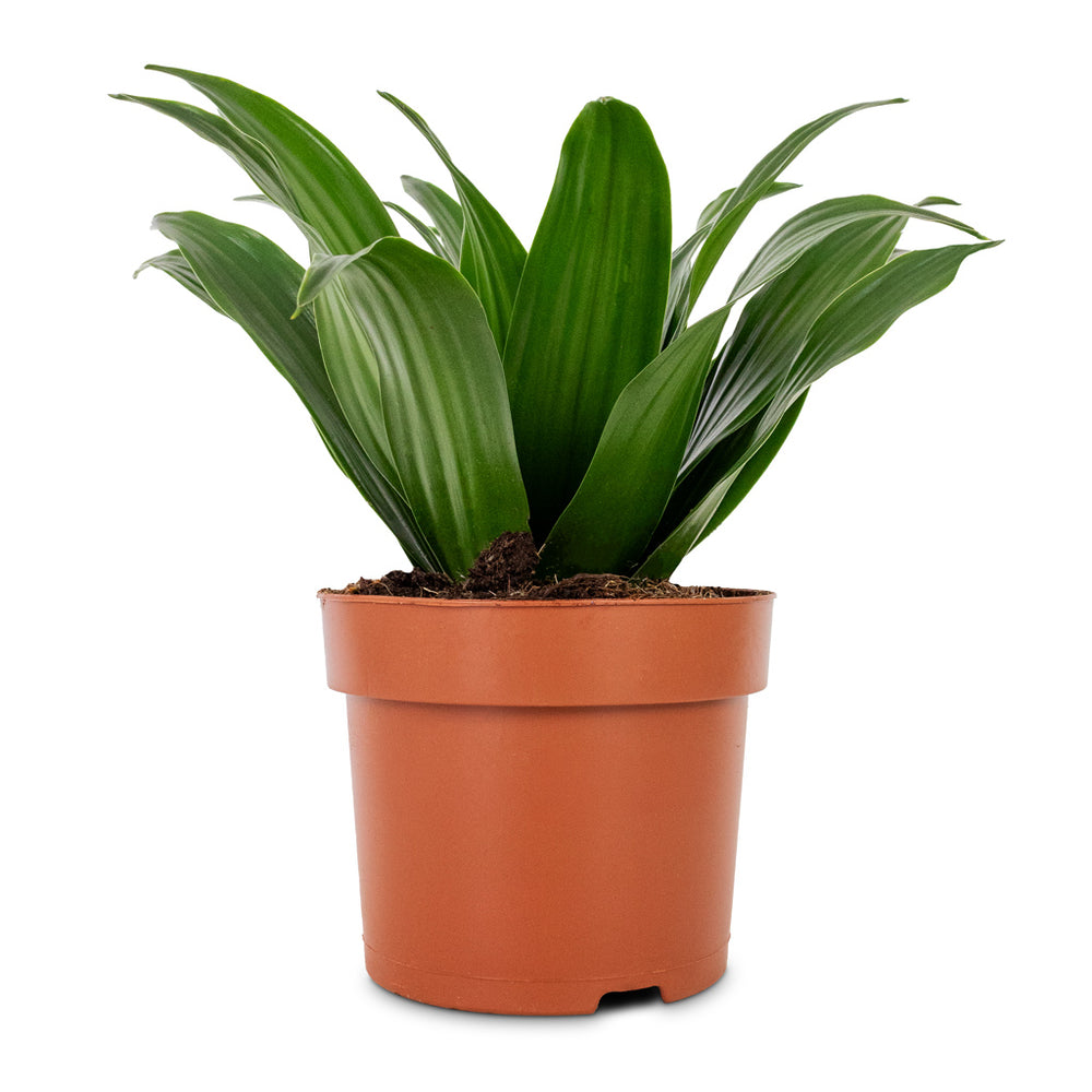 Dracaena fragrans Compacta Indoor Plants - Purify Your Air | Hortology ...