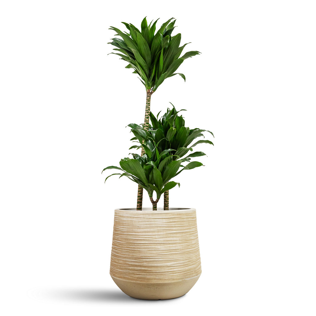 Dracaena fragrans Compacta Multi Stem - 21x100cm  3-stems & Dune Darcy Planter Oat - 30x26cm