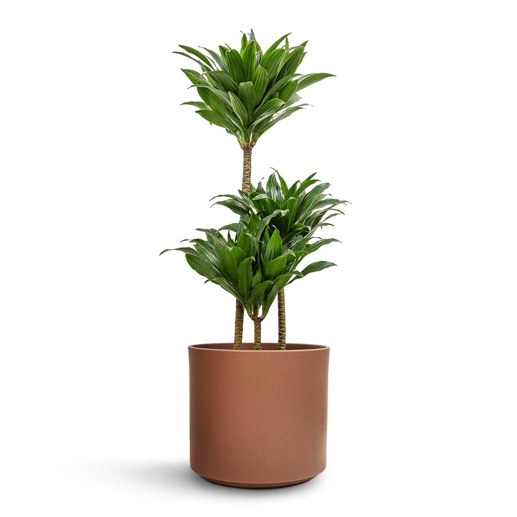 Dracaena fragrans Compacta - Multi Stem & Prague Plant Pot - Mocha