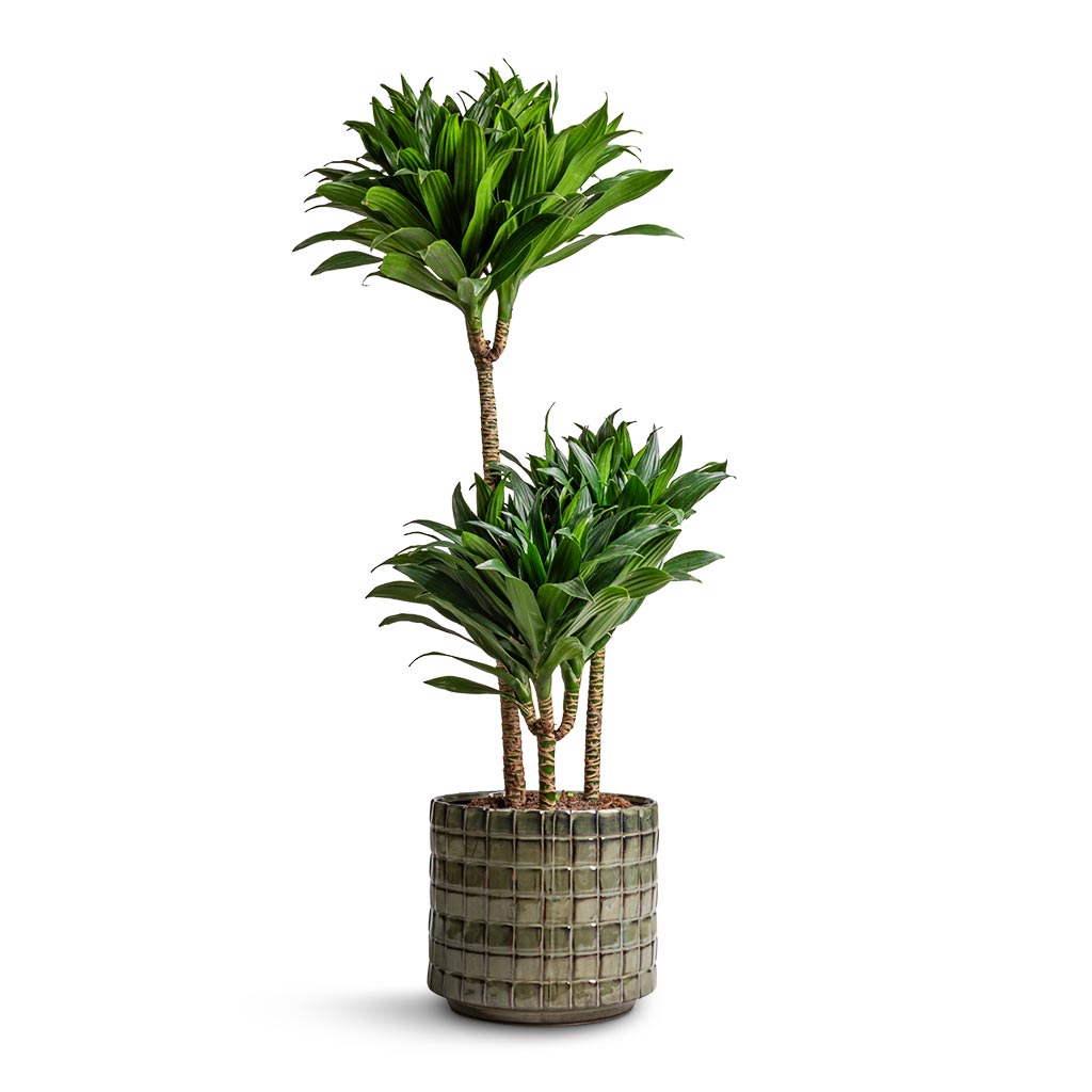Dracaena fragrans Compacta - Multi Stem &amp; Stian Plant Pot - Moss Green