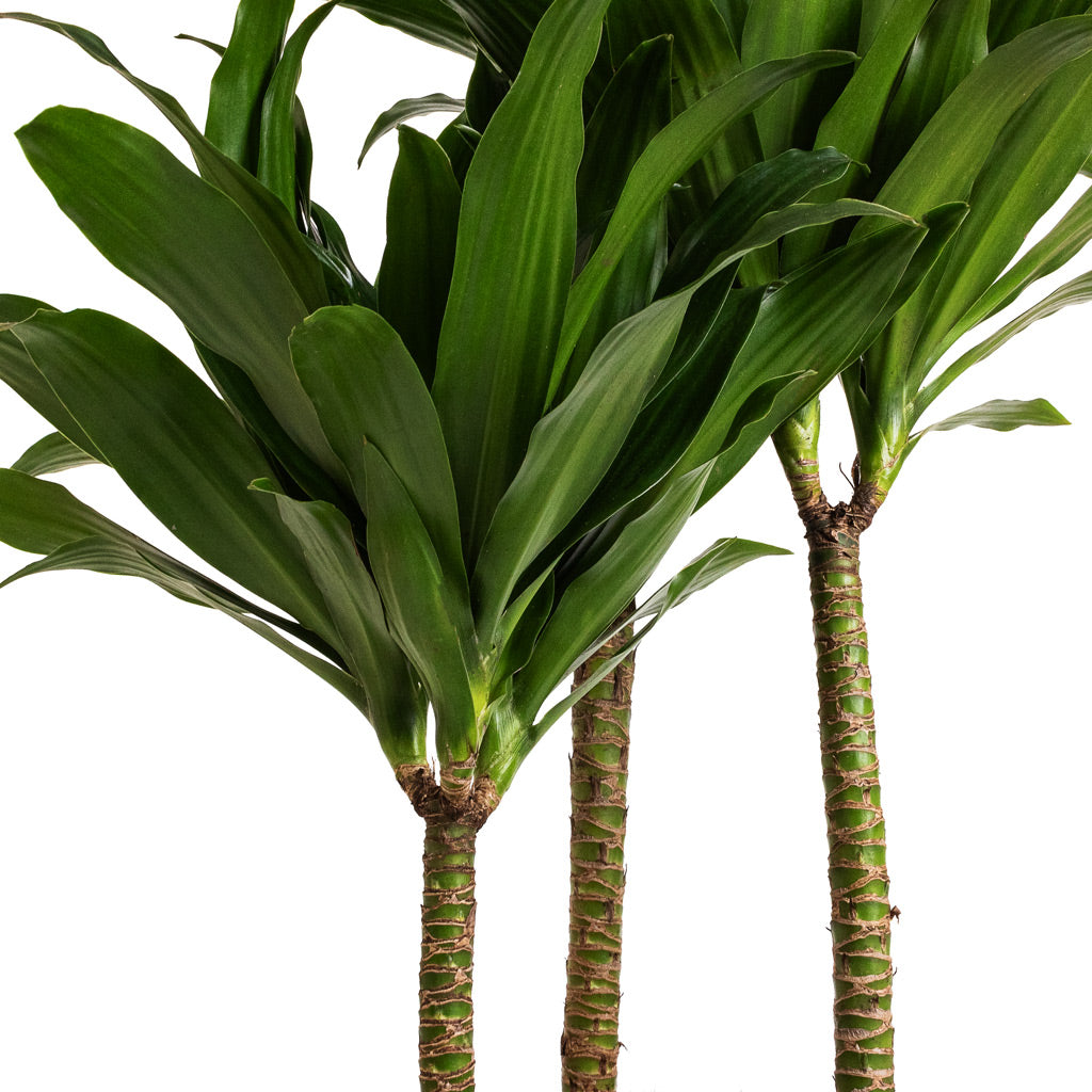 dracaena fragrans brown stem Dracaena fragrans Compacta Plants - Multi Stem - Easy Care | Hortology