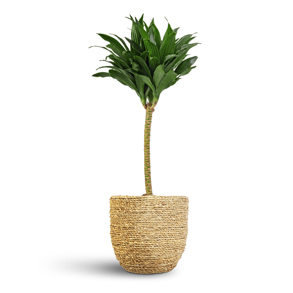 Dracaena fragrans Compacta - Single Stem & Cody Plant Pot - Straw Grass
