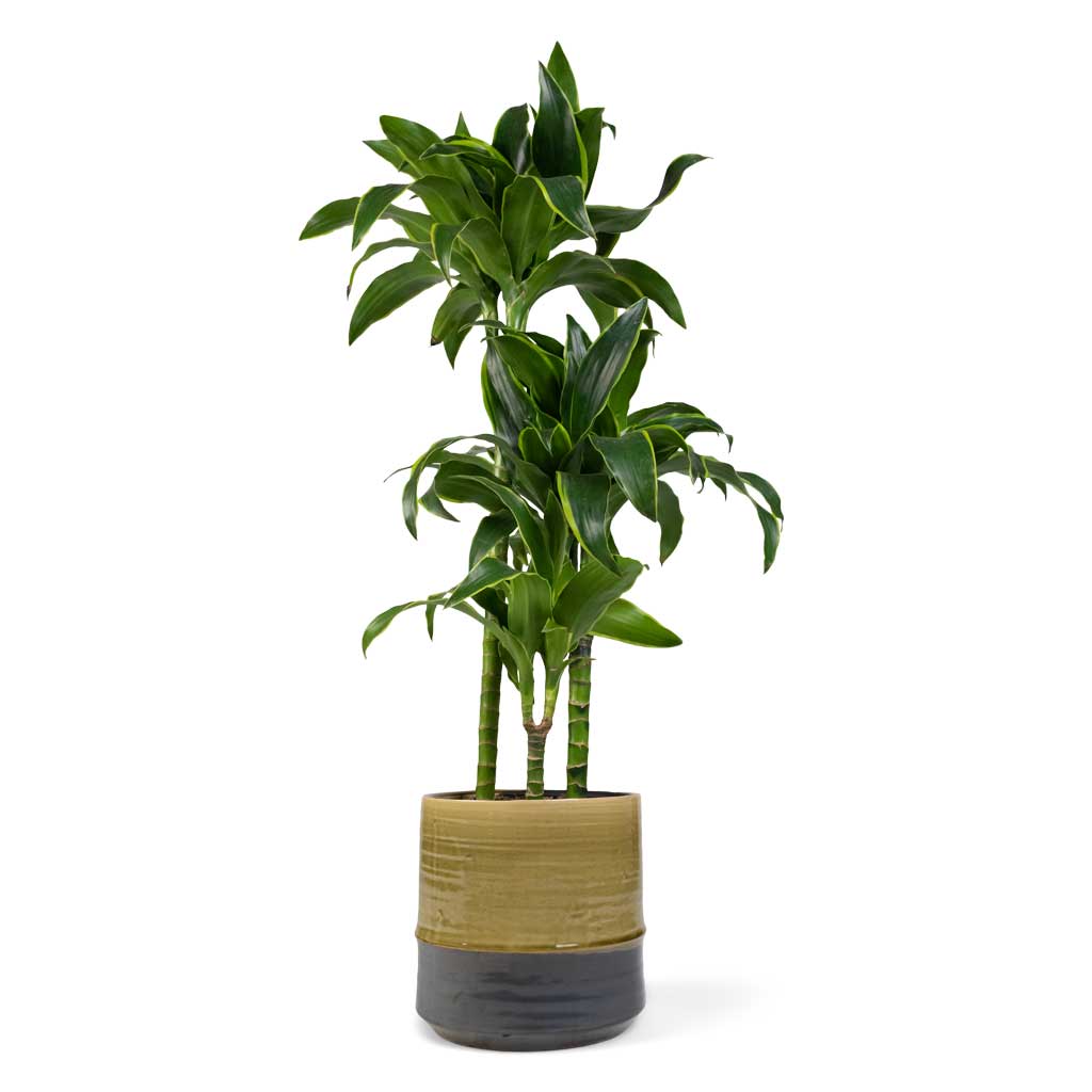 Dracaena fragrans Dorado & Marlijn Plant Pot - Thyme