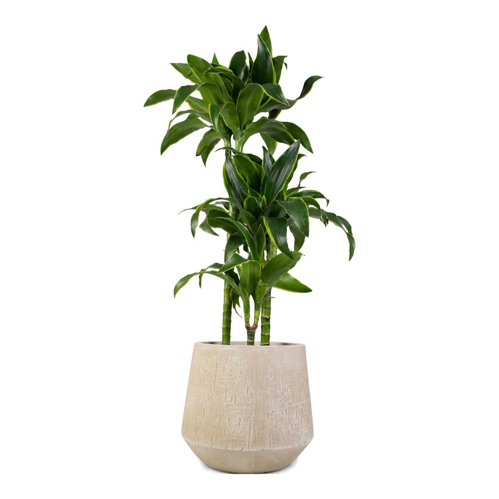 Dracaena fragrans Dorado - 3 Stem & Raindrop Tube Round Planter - Stone