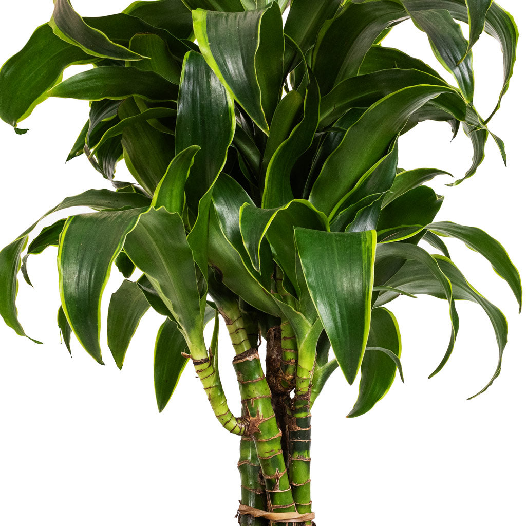 Dracaena fragrans Dorado Indoor Plant  - Branched & Luxe Lite Comet Globe Planter - Bronze