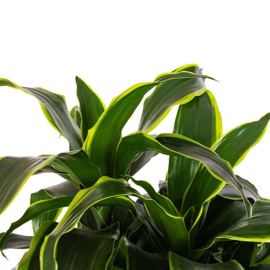 Dracaena fragrans 'Dorado' en Artstone