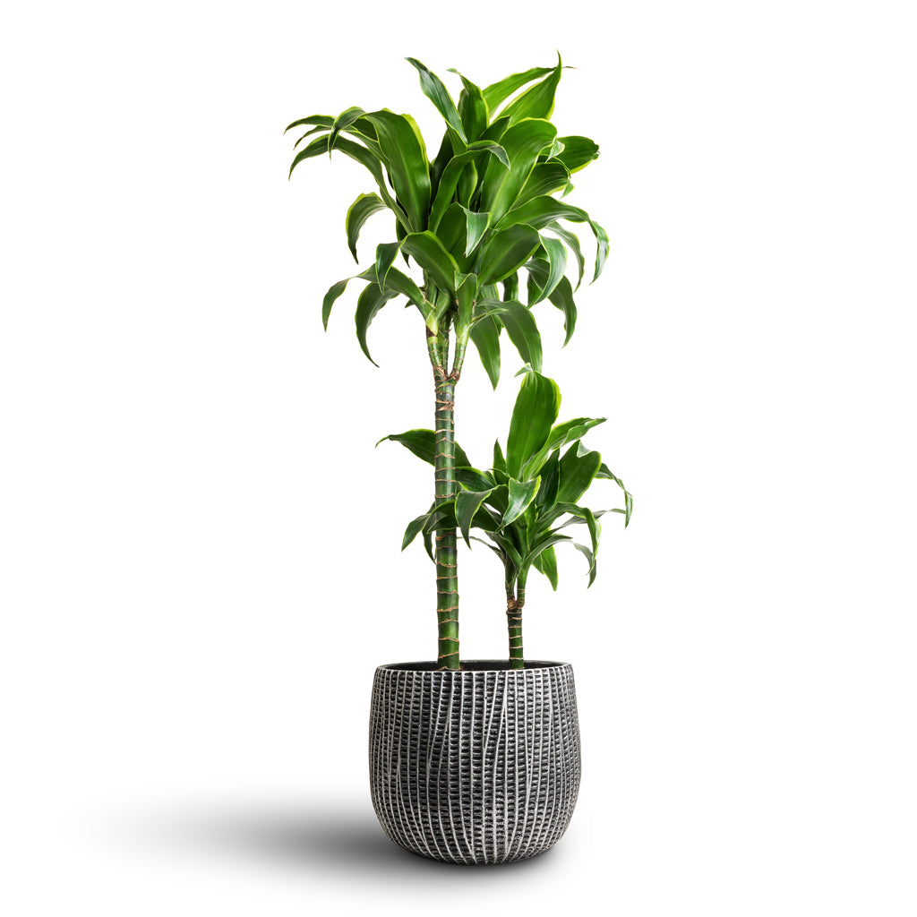 Feico Plant Pot - Metal Black