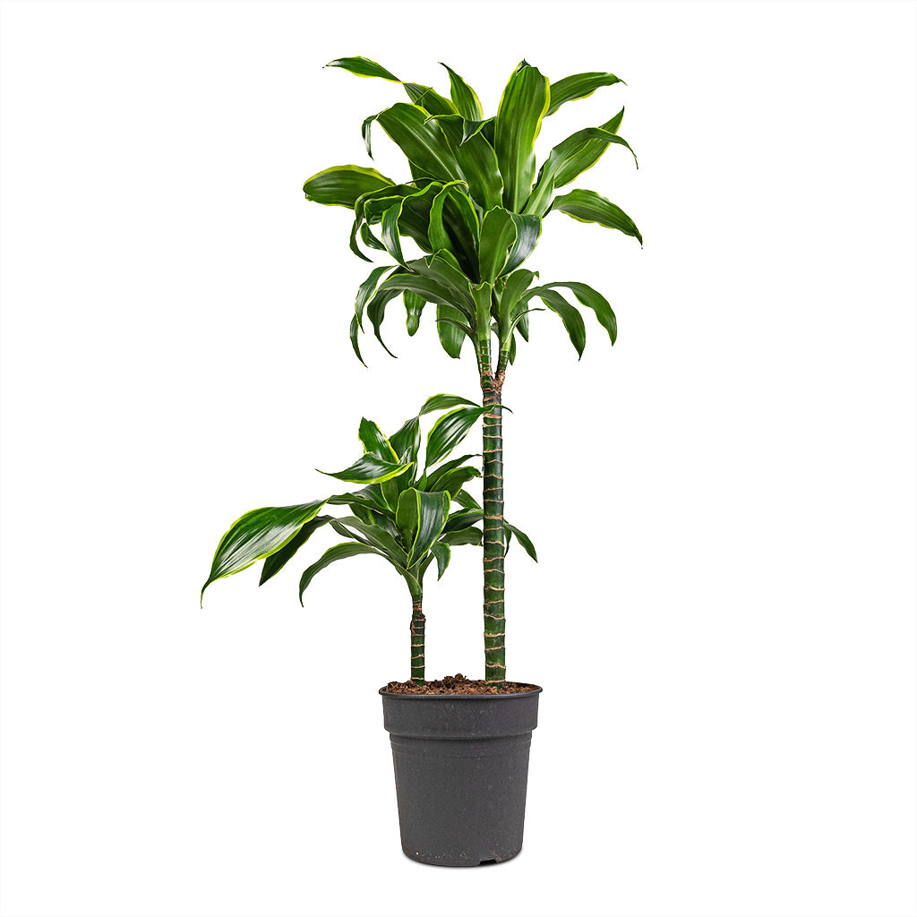 Dracaena fragrans Dorado - Multi Stem - 19 x 80cm (2 stems)
