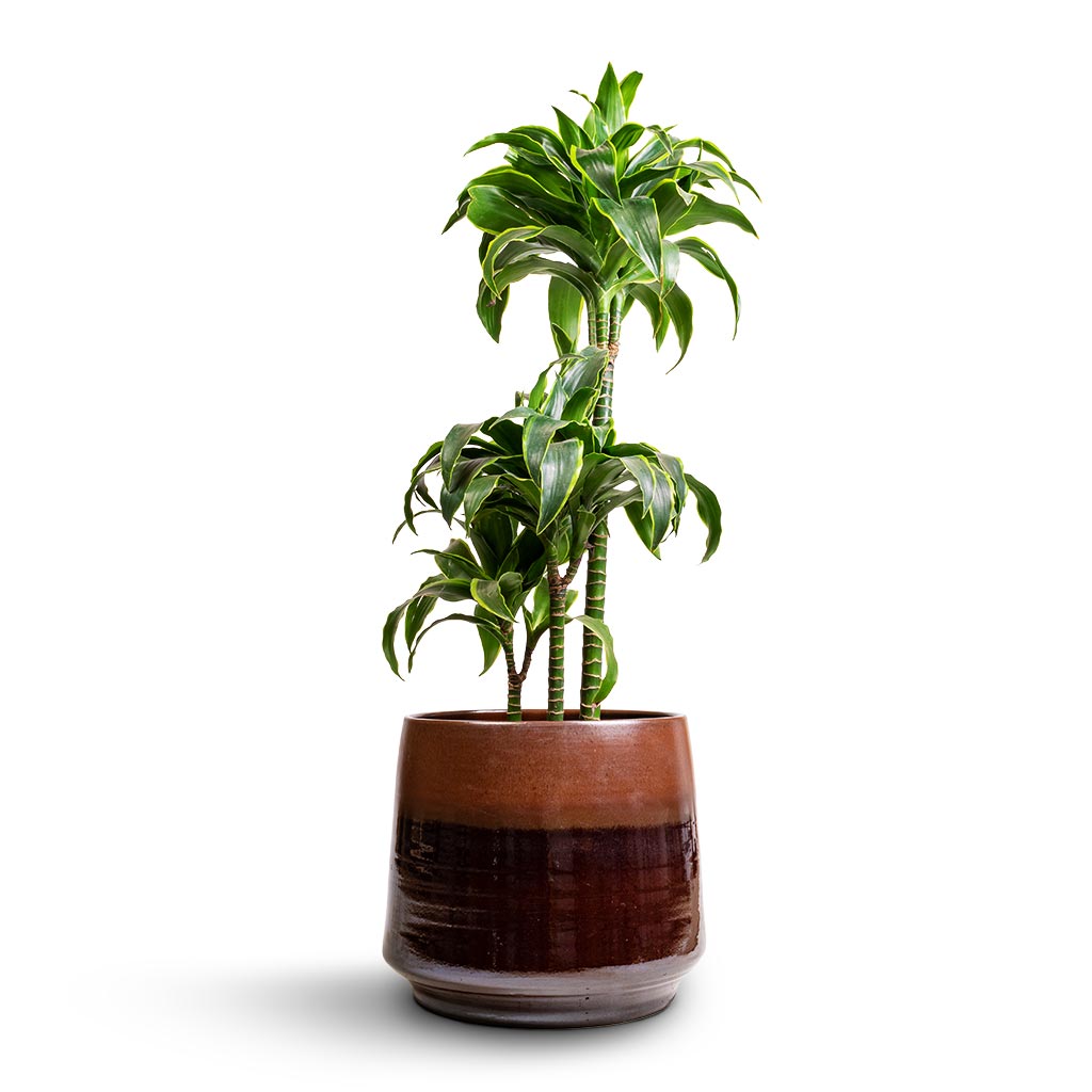 Dracaena fragrans Dorado - Multi Stem & Joah Plant Pot - Truffle