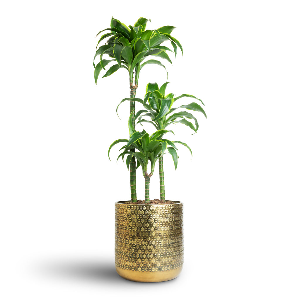 Solis Embossed Plant Pot - Gold