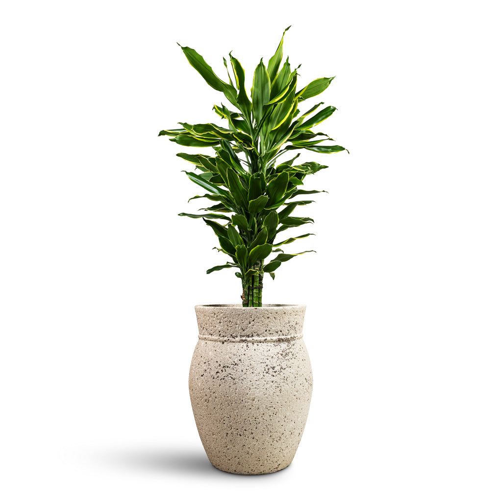 Dracaena fragrans Golden Coast Branched - 24x90cm &amp; Apollo Mediterranean Planter Chalk White - 38.5x47cm