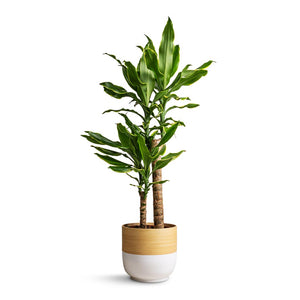 Dracaena fragrans Golden Coast - Multi Stem & Bamboo Plant Pot - White
