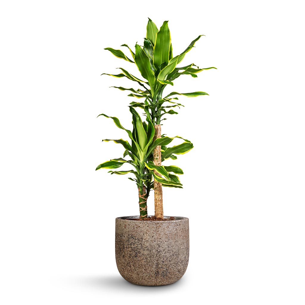 Dracaena fragrans Golden Coast - Multi Stem & Cement & Stone Plant Pot - Granite Grey