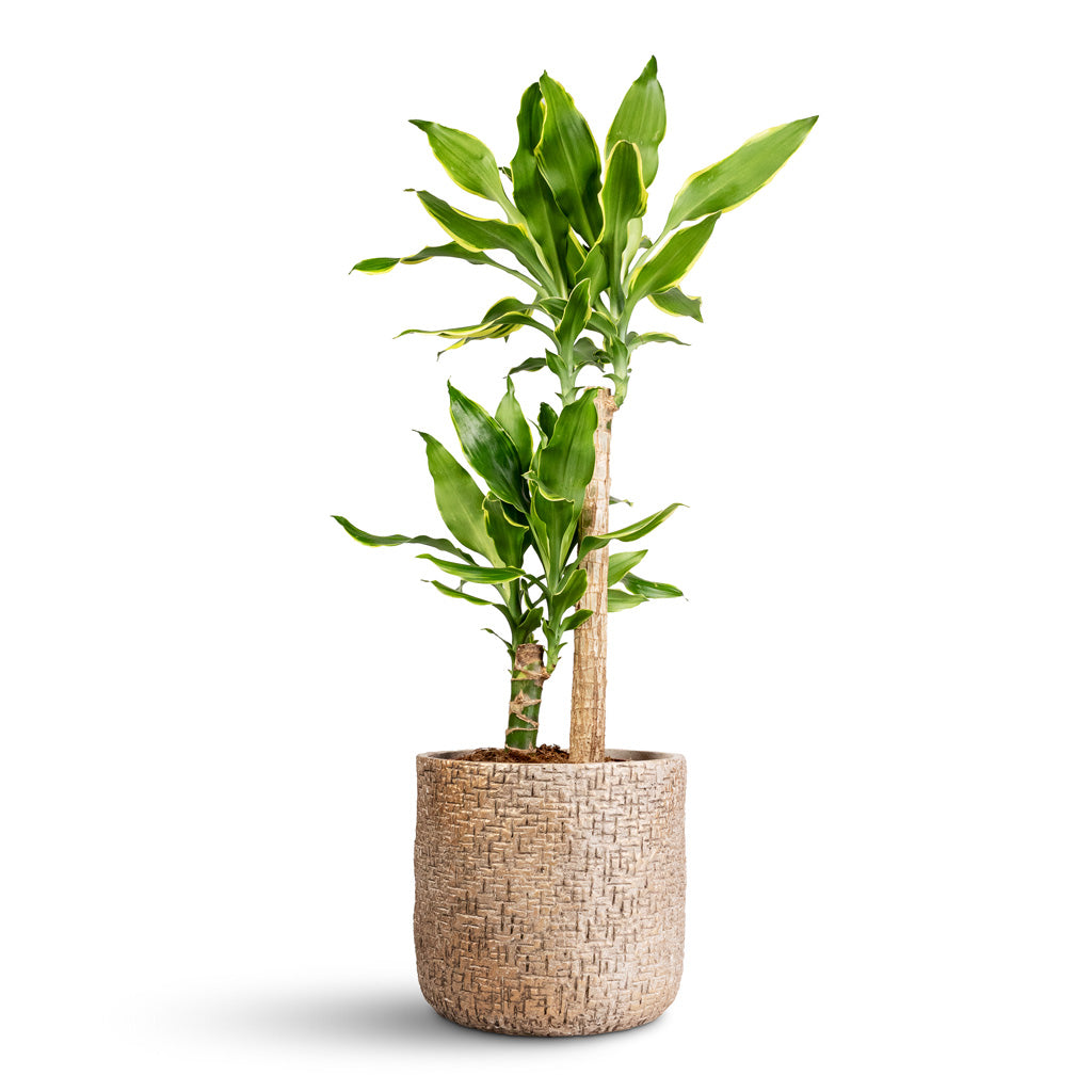 Dracaena fragrans Golden Coast Multi Stem - 17x70cm - _2-stems_ In Maxim Plant Pot Shiny Sand - 24x22cm