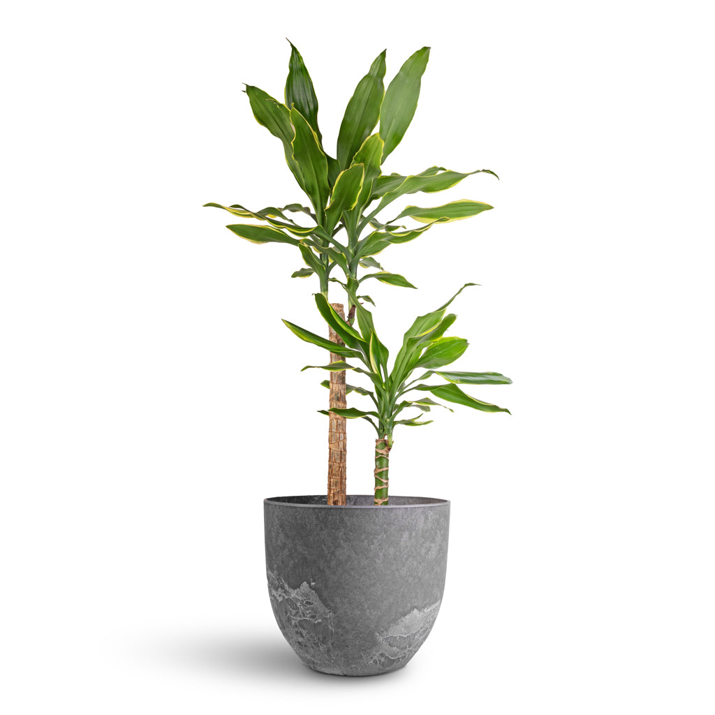 Dracaena fragrans Golden Coast - Multi Stem & Bola Artstone Plant Pot - Grey