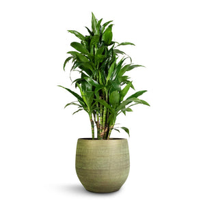 Dracaena fragrans Janet Craig - Branched & Lydia Plant Pot - Shiny Green