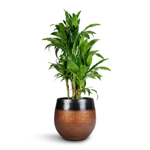 Dracaena fragrans Janet Craig - Branched & Mya Plant Pot - Shiny Mocha