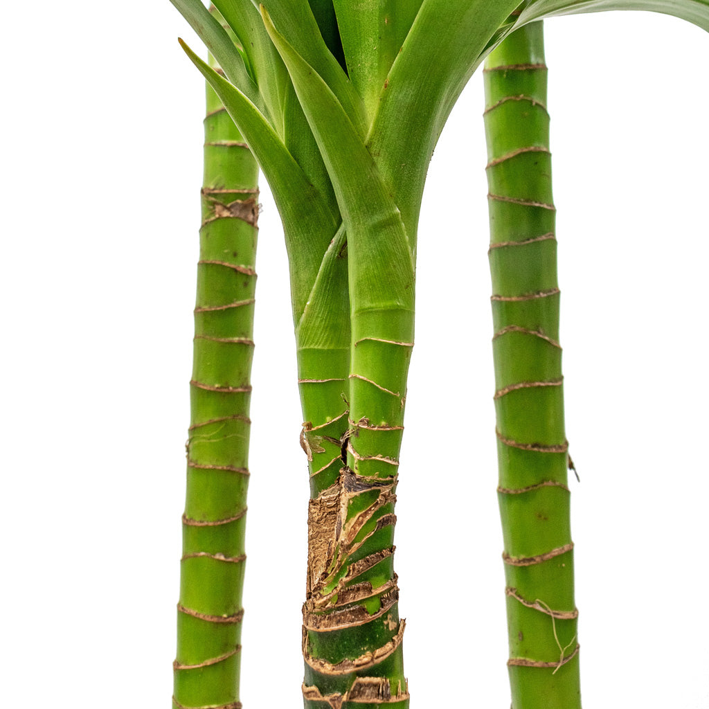 Dracaena fragrans Janet Craig - Multi Stem - Stems