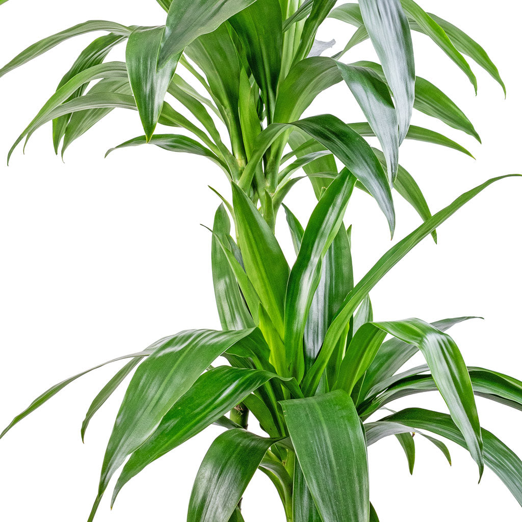 Dracaena fragrans Janet Craig - Multi Stem Leaves
