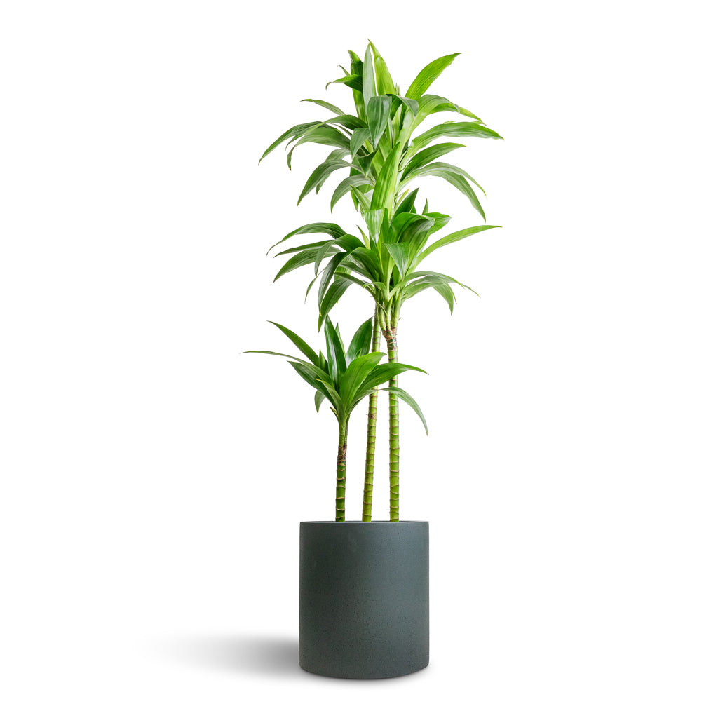 Dracaena fragrans Janet Craig - Multi Stem & Max Refined Planter - Pine Green