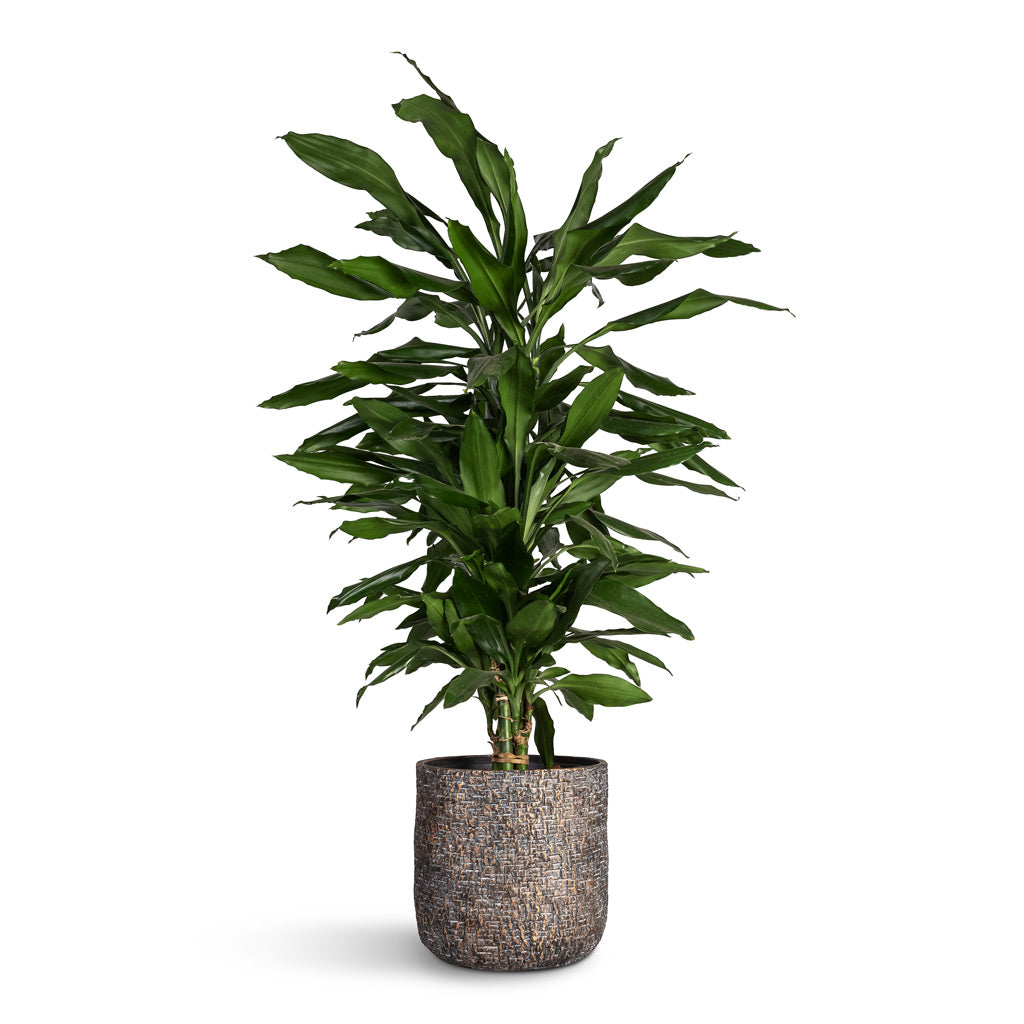 Dracaena fragrans Janet Lind Branched - 21x90cm In Maxim Plant Pot Shiny Earth - 24x22cm