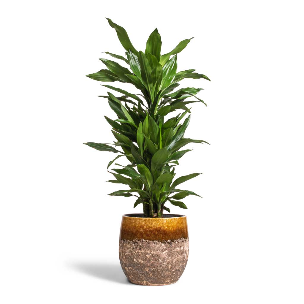 Dracaena fragrans Janet Lind - Branched &amp; Lindy Plant Pot - Ochre