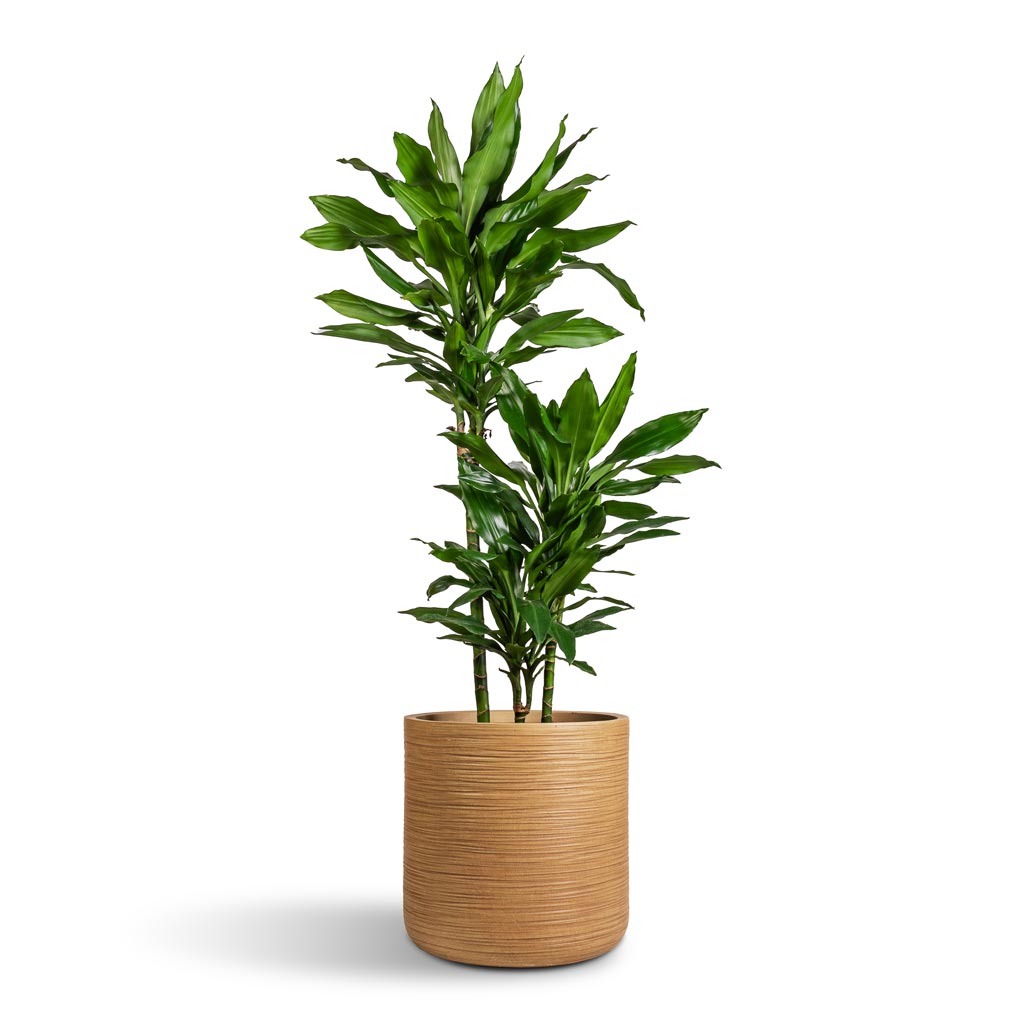Dracaena fragrans Janet Lind - Multi Stem & Dune Cylinder Planter - Almond