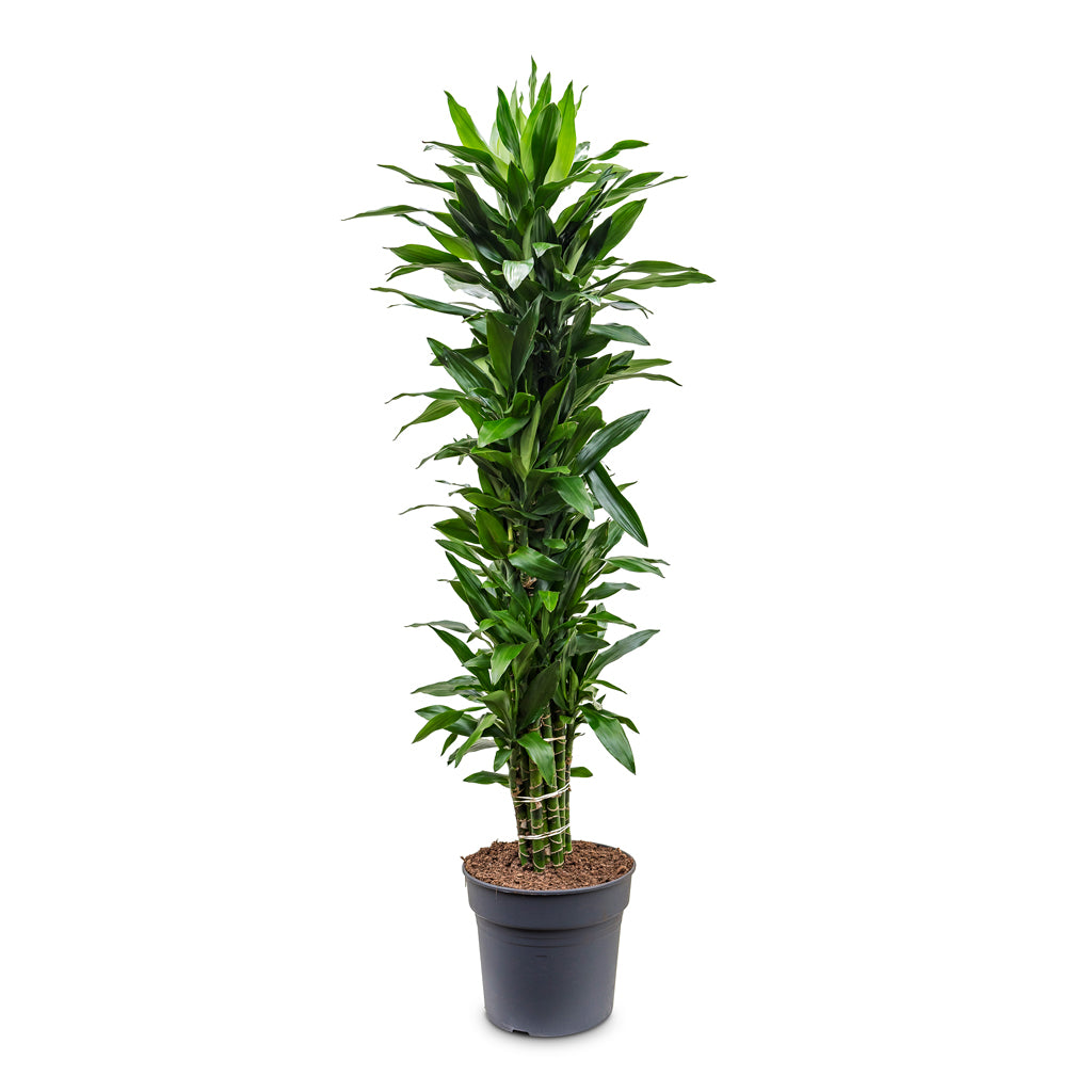 Dracaena fragrans 'Janet Lind' branched 34 x 180cm