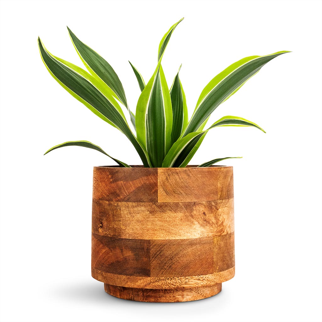 Dracaena fragrans Lemon Lime - Head & Helle Plant Pot - Natural