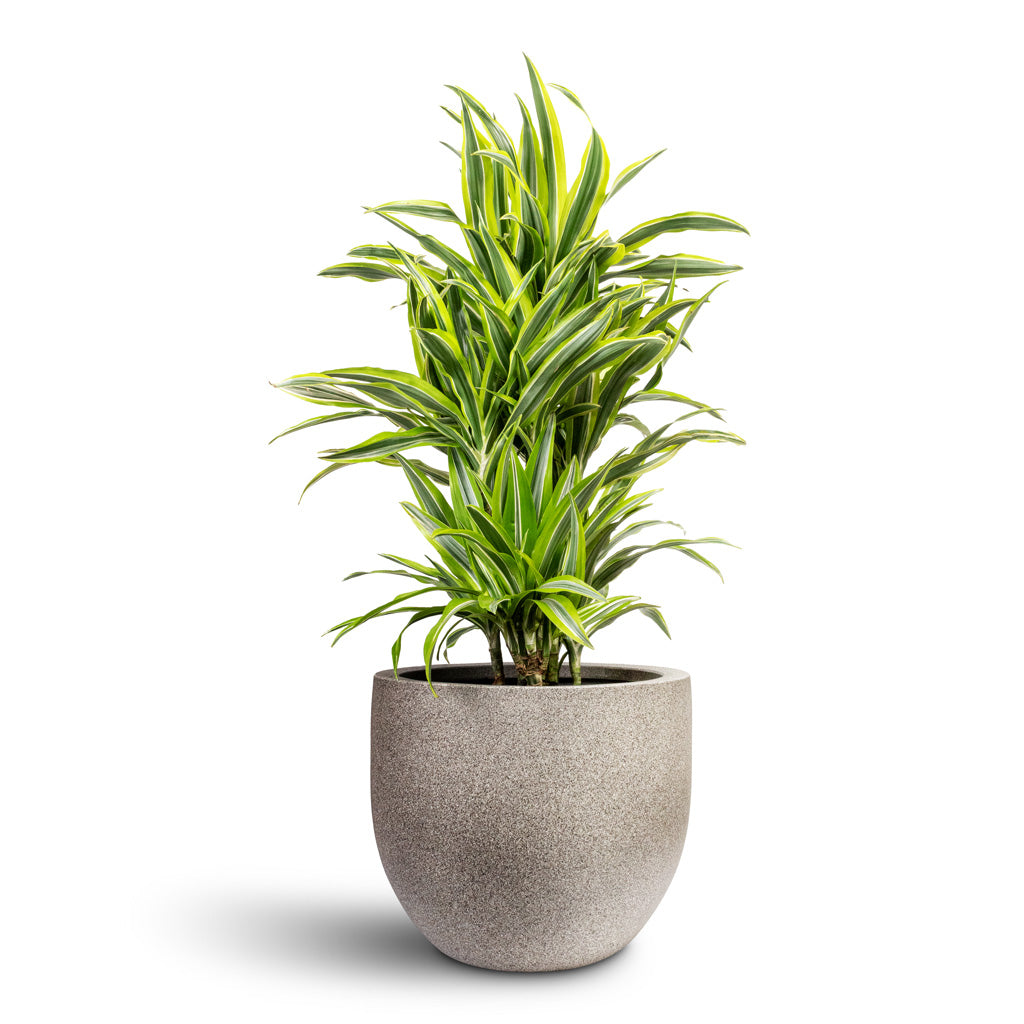 Dracaena fragrans Lemon Lime Branched - 24x90cm &amp; Grigio New Egg Pot Planter Natural Concrete - 36x31cm