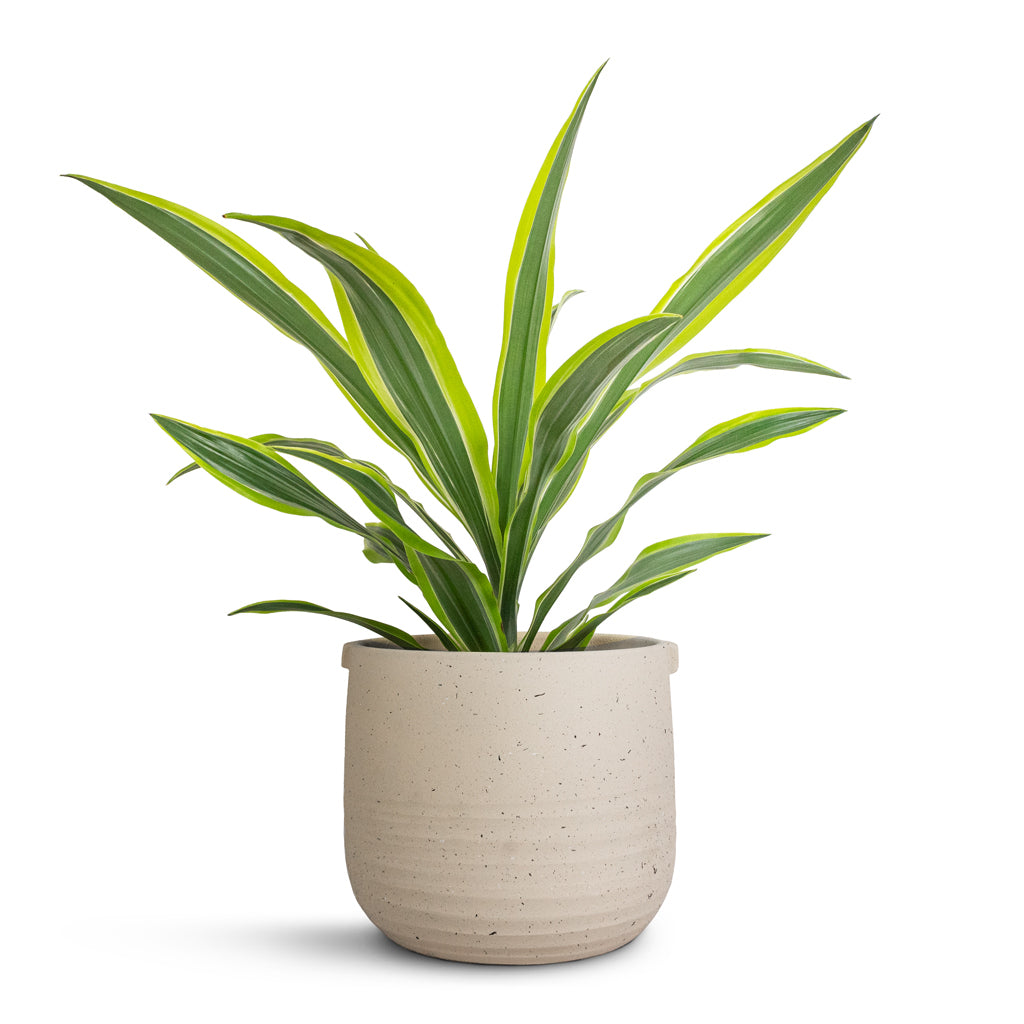 Dracaena fragrans Lemon Lime - Head & Aurora Terrazzo Handle Plant Pot - Oat