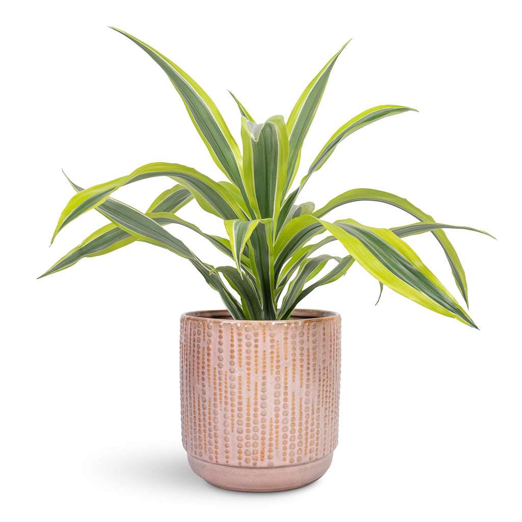 Dracaena fragrans Lemon Lime Head - 17x50cm In Cille Plant Pot Vintage Pink - 21x20cm