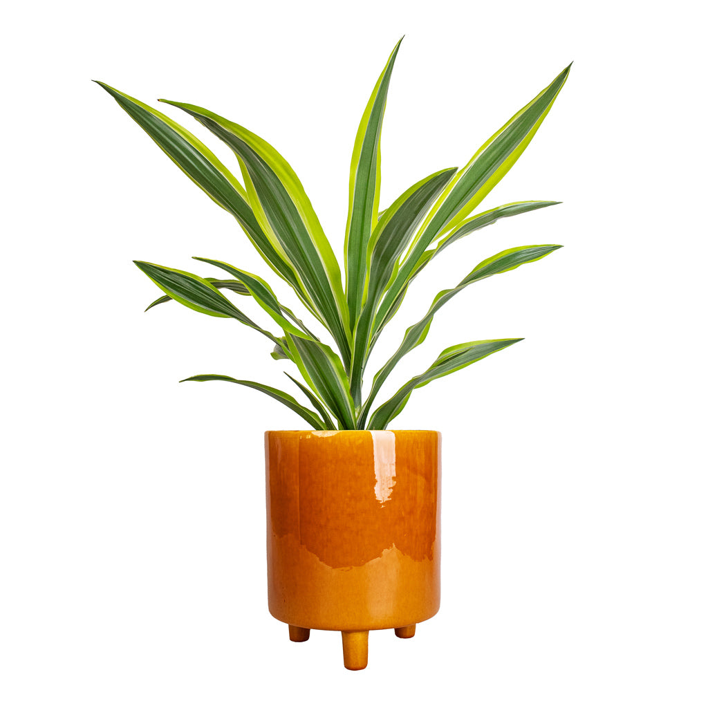 Dracaena fragrans Lemon Lime - Head & Pisa Plant Pot - Mustard