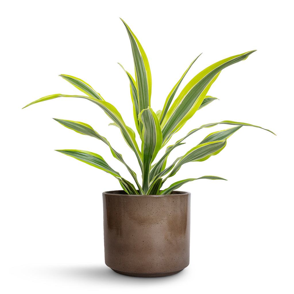 Dracaena fragrans Lemon Lime - Head & Remmi Glaze Plant Pot - Mocha