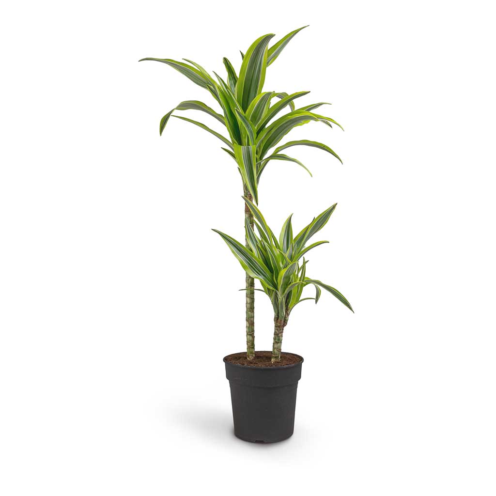 Dracaena fragrans Lemon Lime - 2 Stem