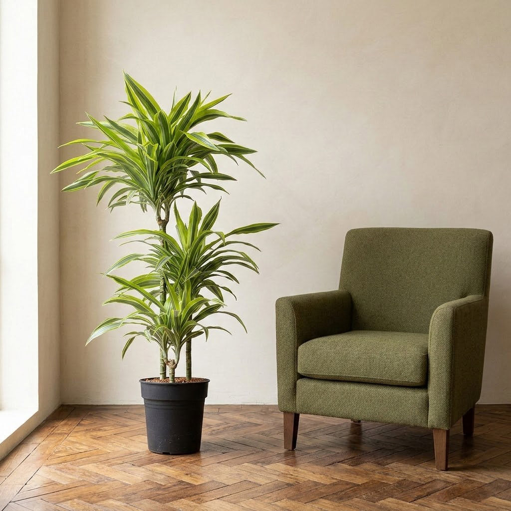 Dracaena frag. Lemon Lime - Multi Stem - 21 x 100cm (3 stems)