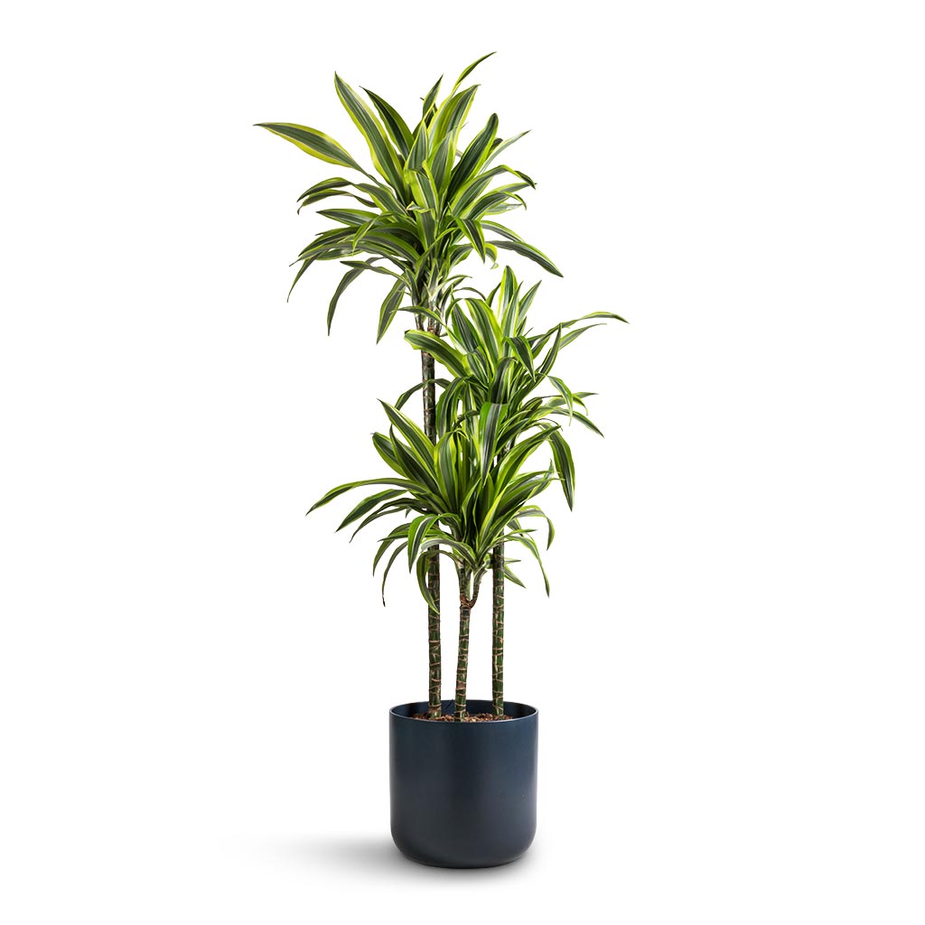 Dracaena fragrans Lemon Lime & Lisbon Plant Pot - Navy