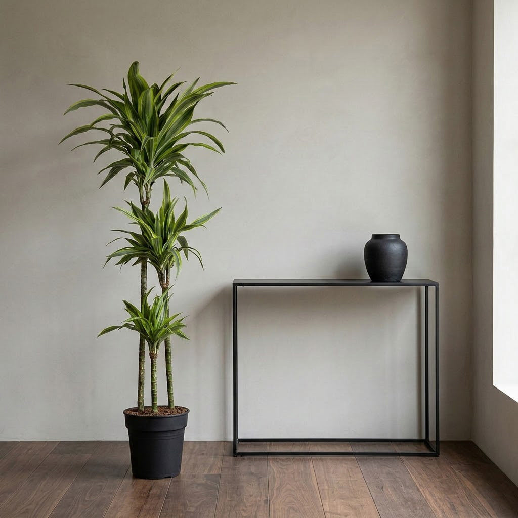 Dracaena frag. Lemon Lime - Multi Stem - 24 x 140cm (3 stems)