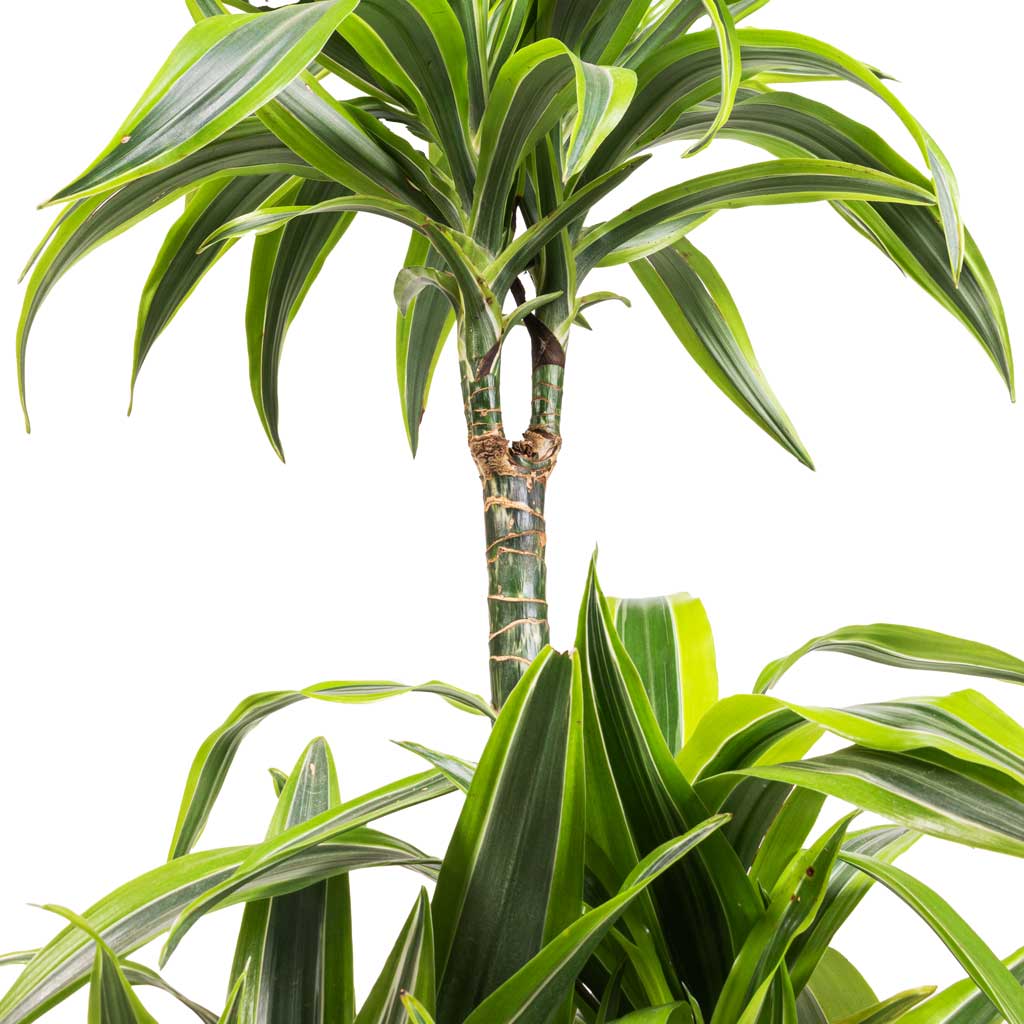 Dracaena fragrans Lemon Lime - Multi Stem Stem Fork