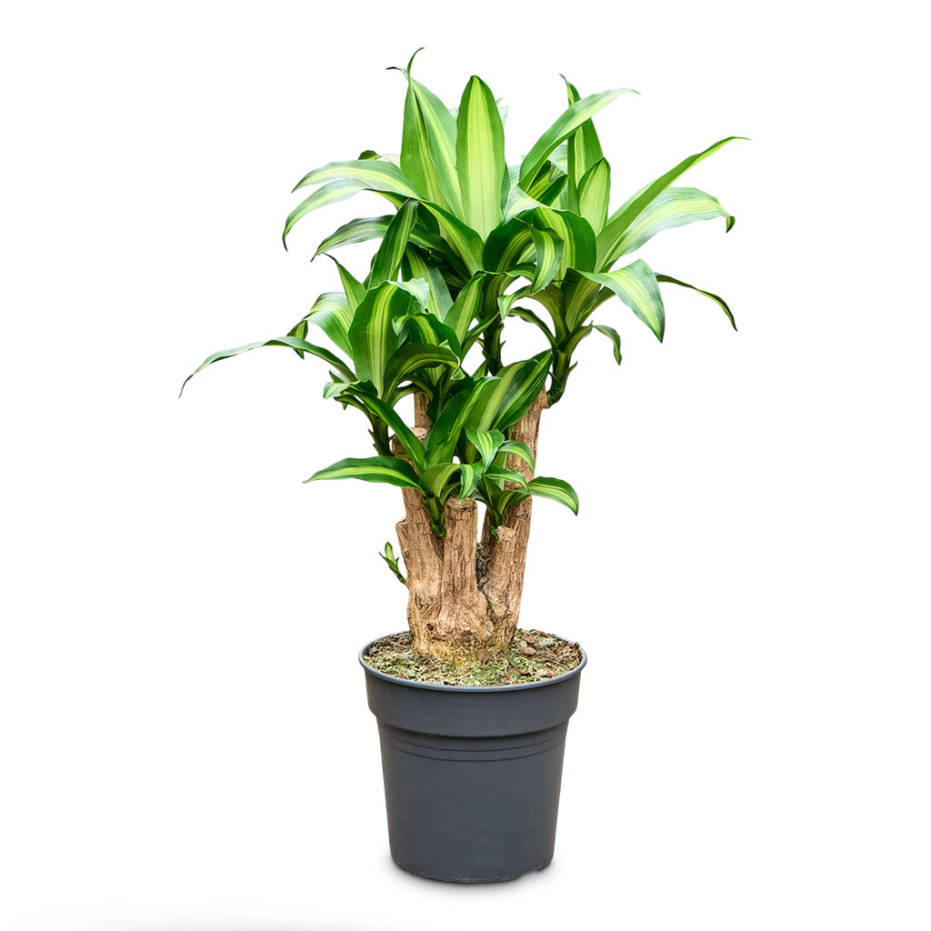 Dracaena fragrans Massangeana Indoor Plants - Branched | Hortology