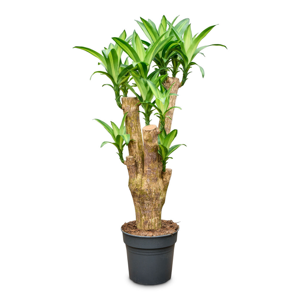Dracaena fragrans Massangeana Branched 30x120cm