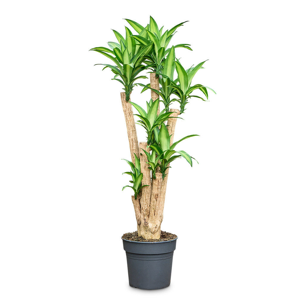 Dracaena fragrans Massangeana Branched 34x160cm