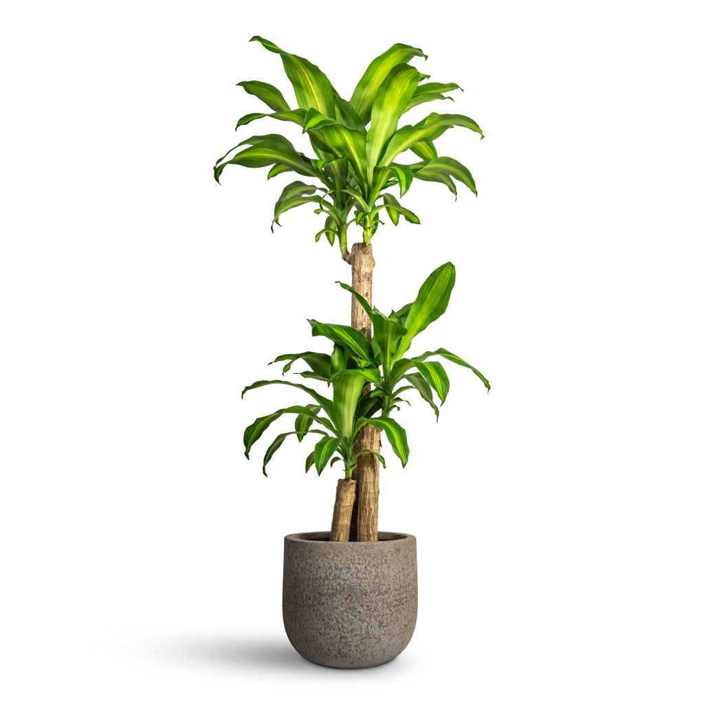 Dracaena fragrans Massangeana Multi Stem - 24x140cm - 3-stems & Cody Cement & Stone Plant Pot Granite Grey - 30x27cm