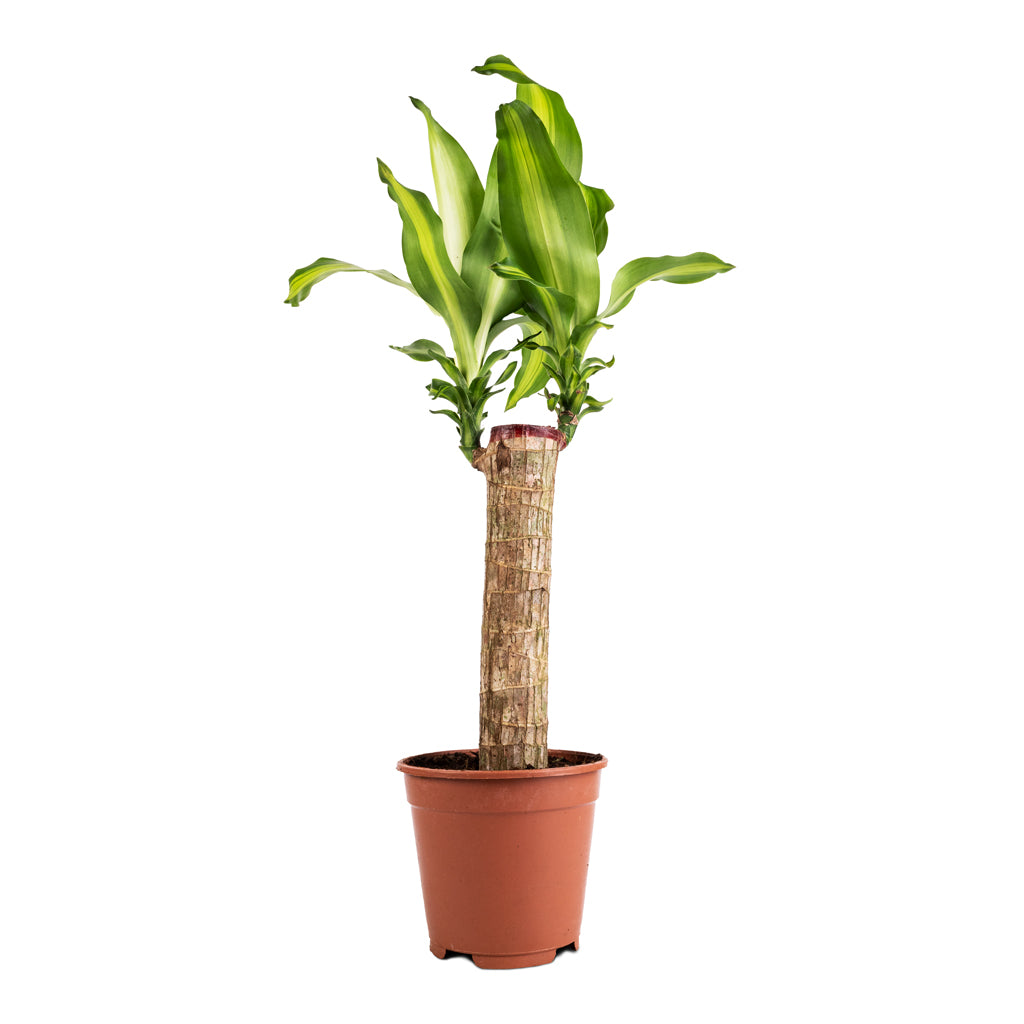 Dracaena fragrans Massangeana - Single Stem - 14 x 65cm