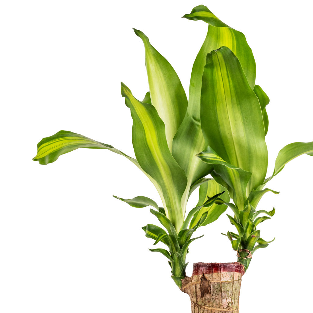 Dracaena fragrans Massangeana - Single Stem & Coral Refined Planter - Volcano Black