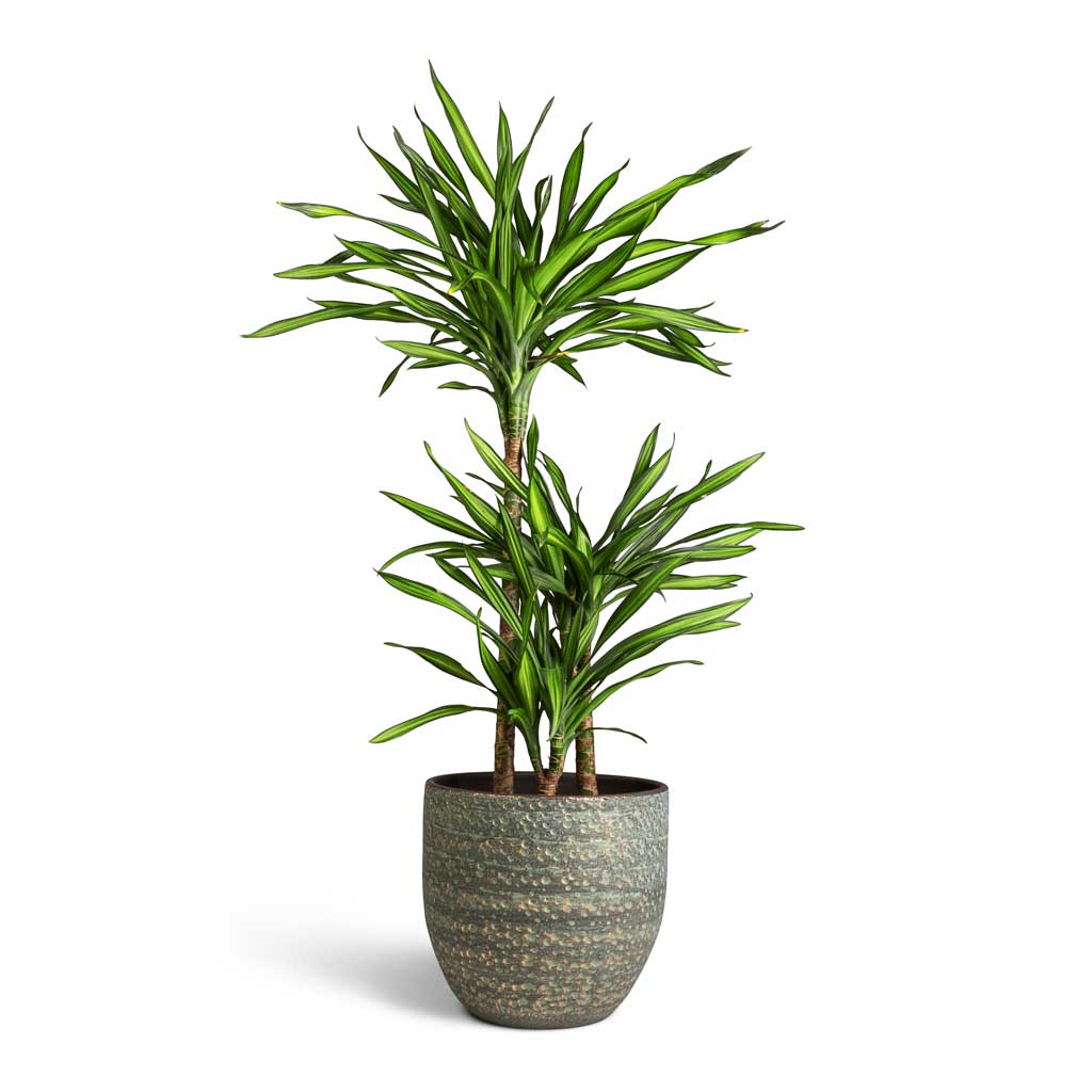 Dracaena fragrans Riki - Multi Stem &amp; Rinca Plant Pot - Shiny Green